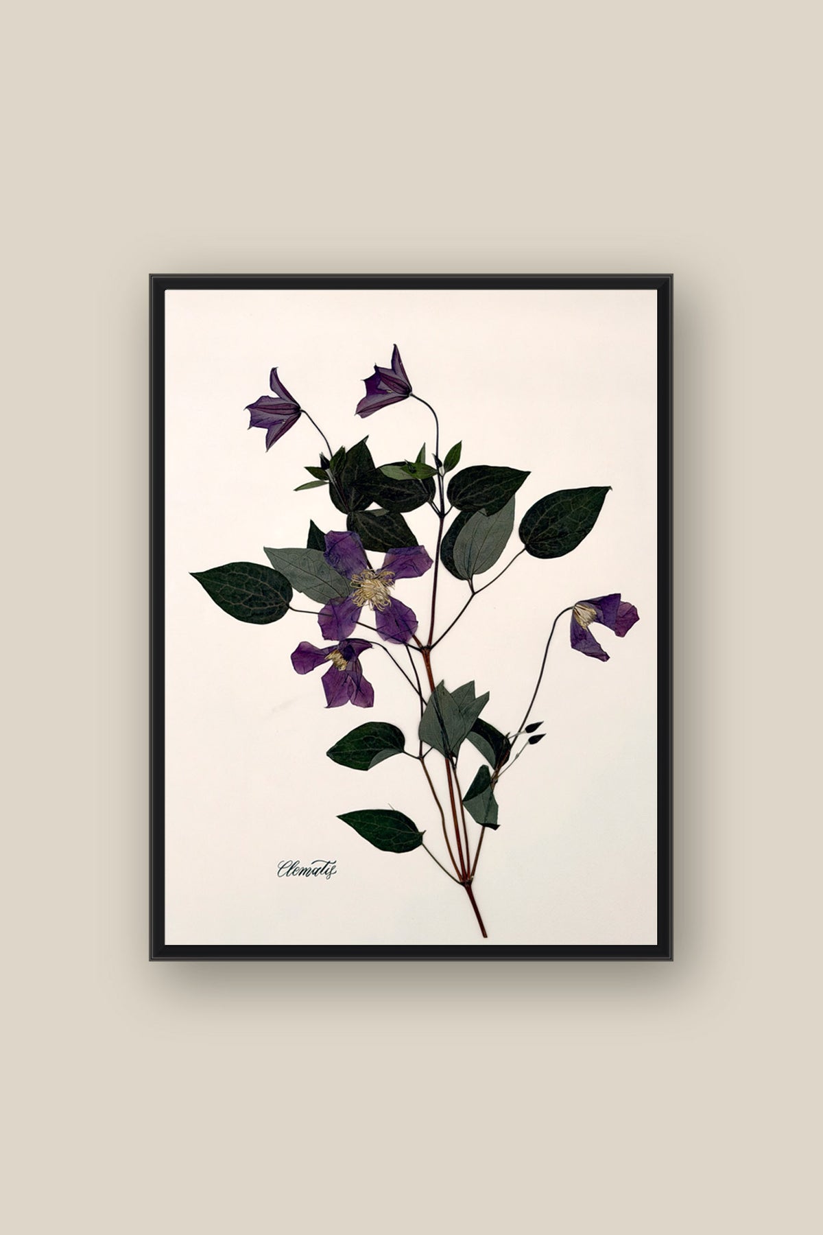 Clematis on Pale Blush Framed