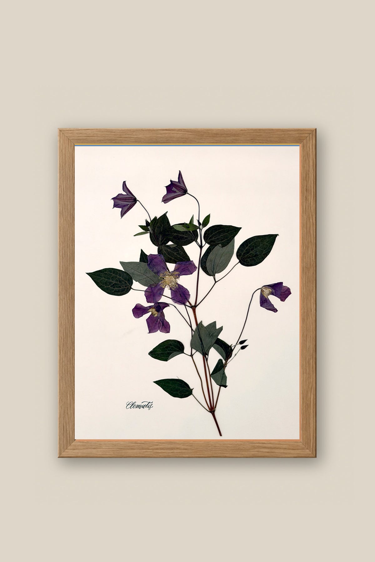 Clematis on Pale Blush Framed