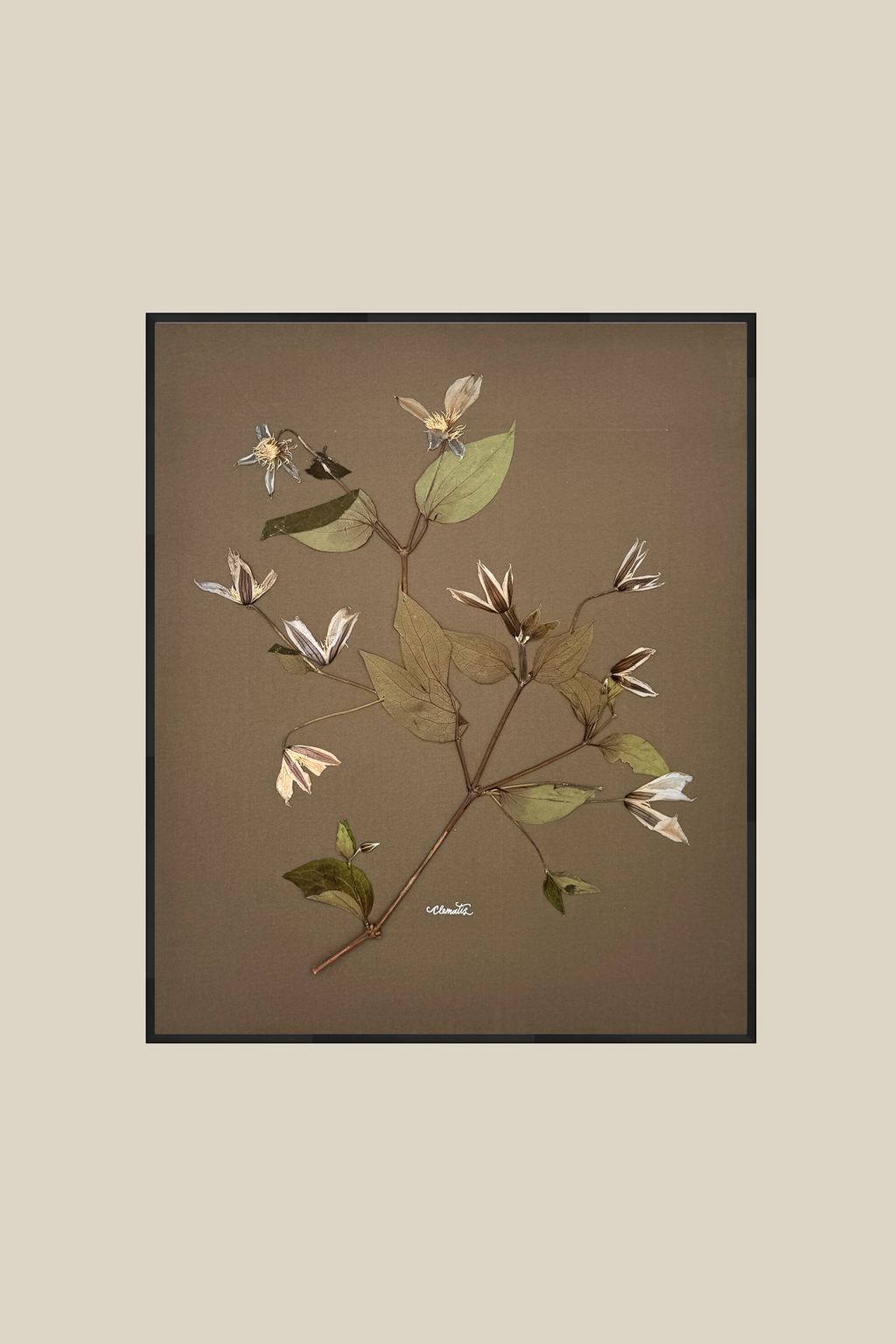 Clematis on Mocha