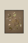 Clematis on Mocha