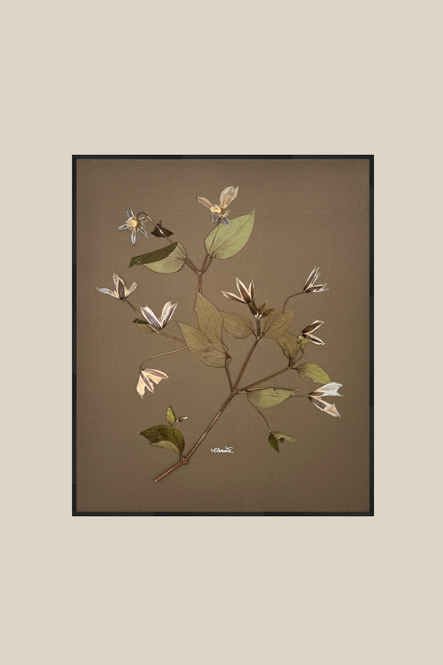 Clematis on Mocha