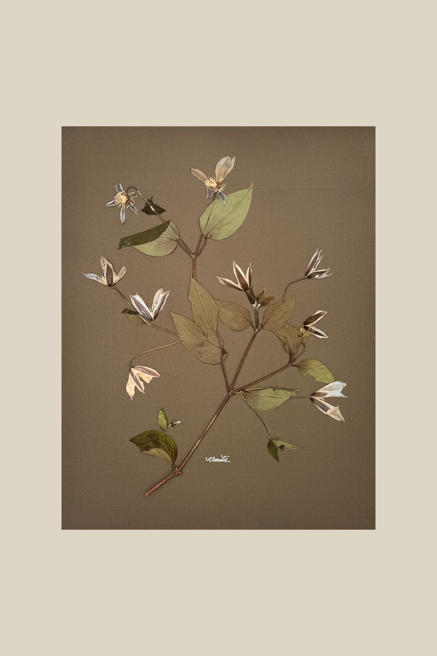 Clematis on Mocha