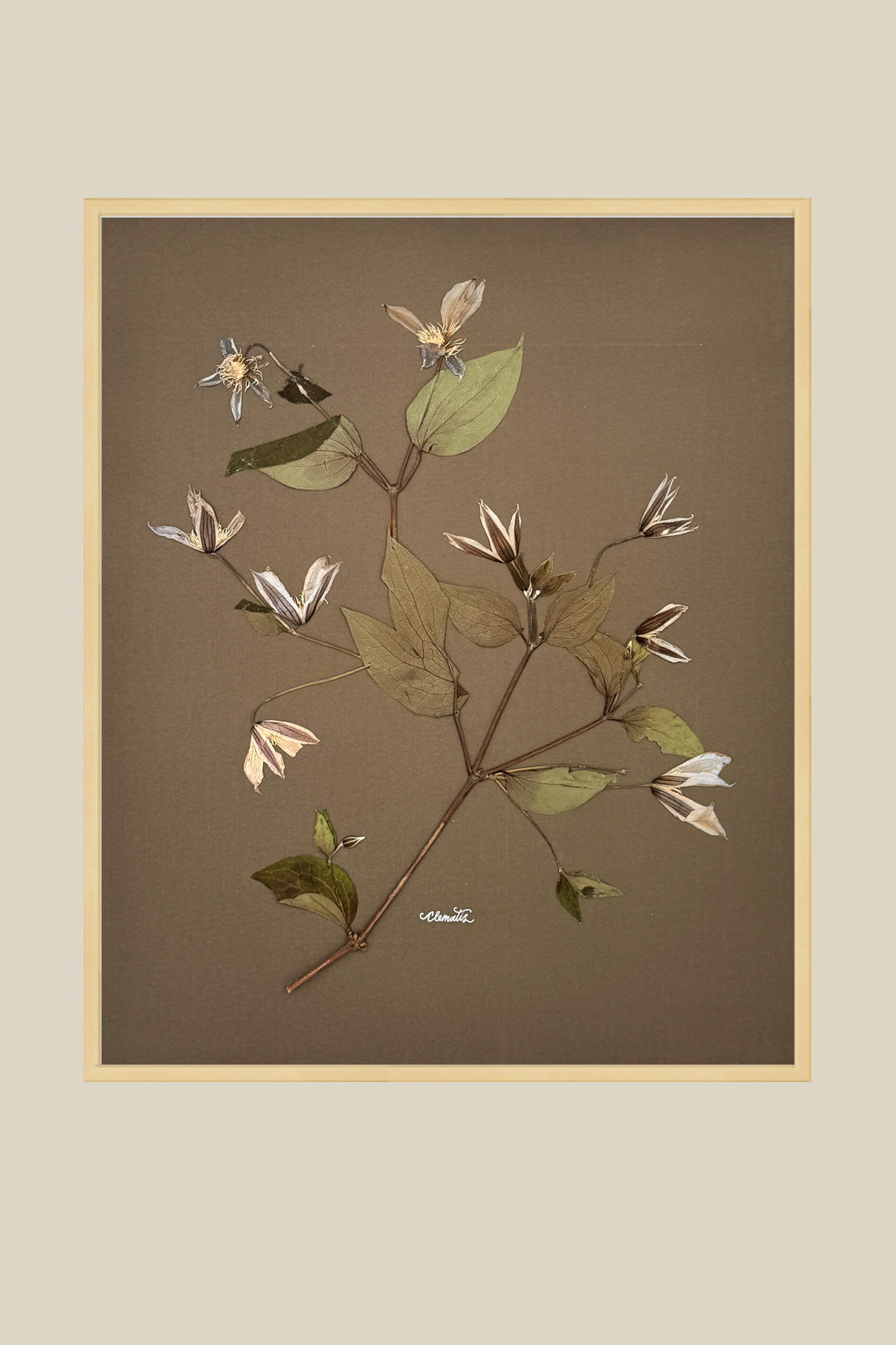 Clematis on Mocha