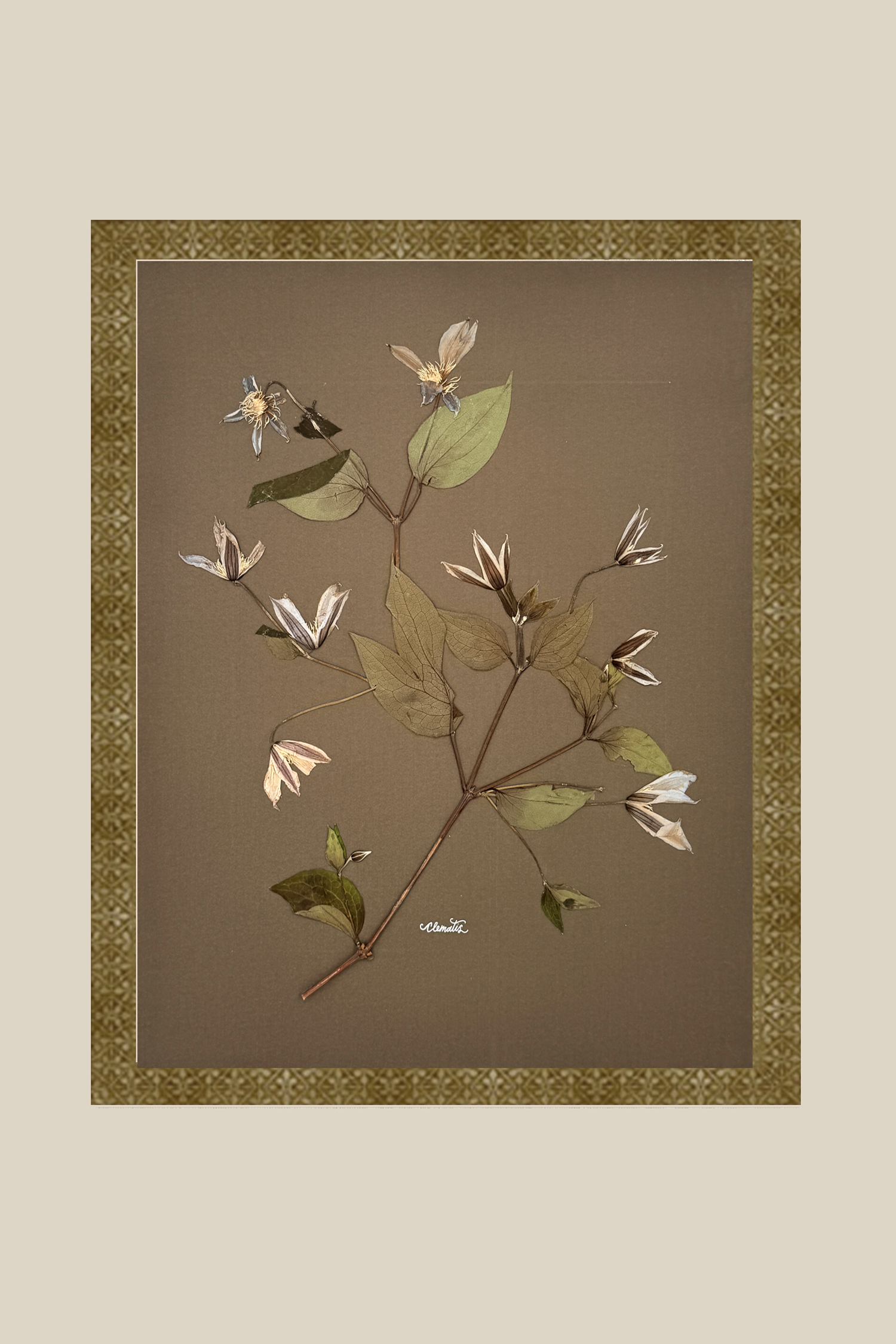 Clematis on Mocha