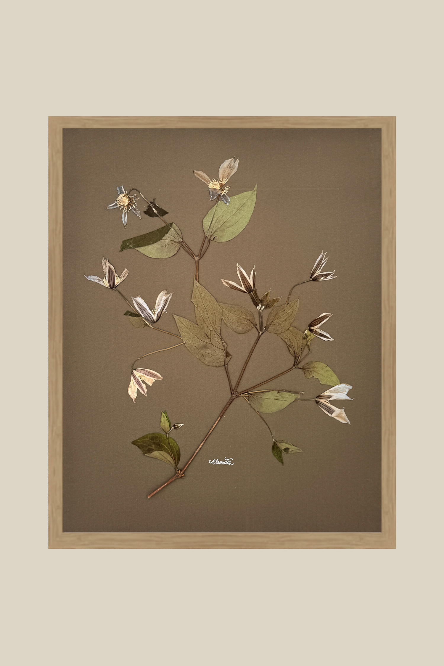 Clematis on Mocha