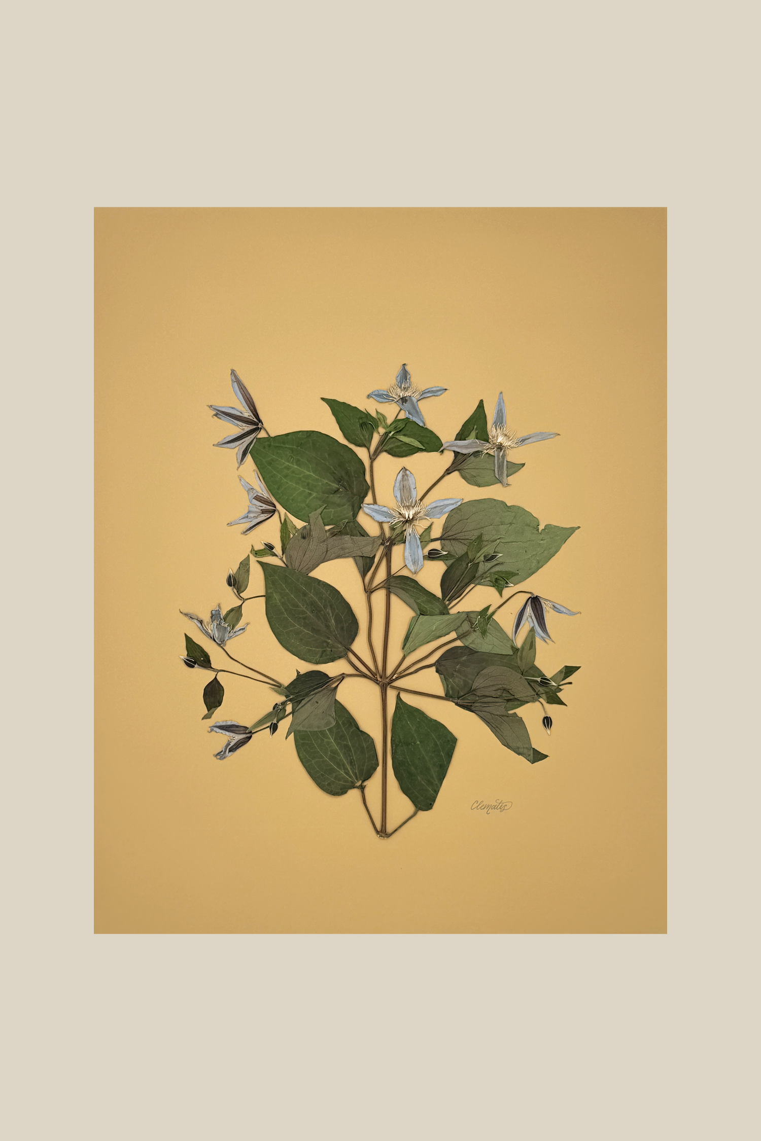 Clematis on Mustard