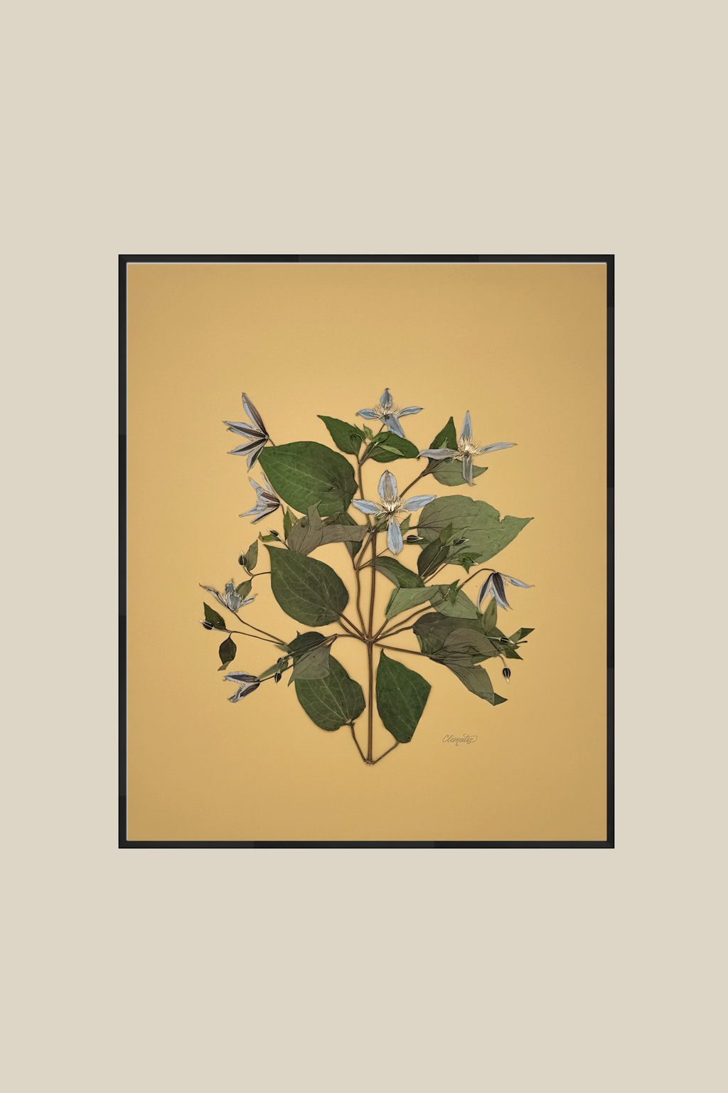Clematis on Mustard