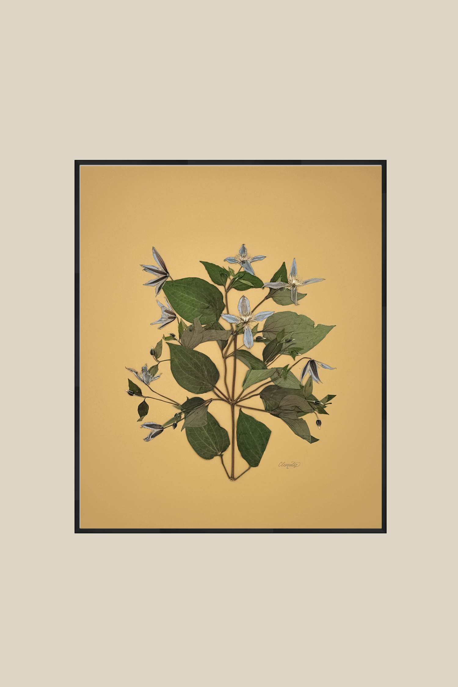 Clematis on Mustard