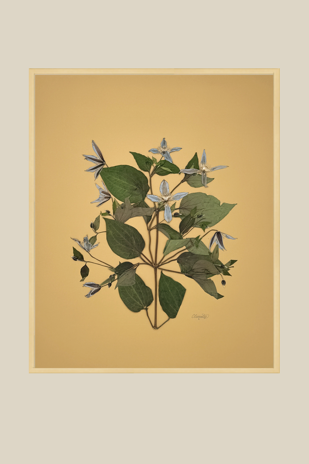 Clematis on Mustard