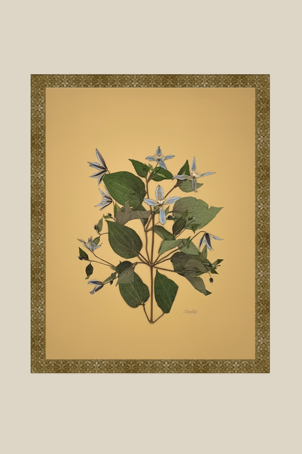 Clematis on Mustard