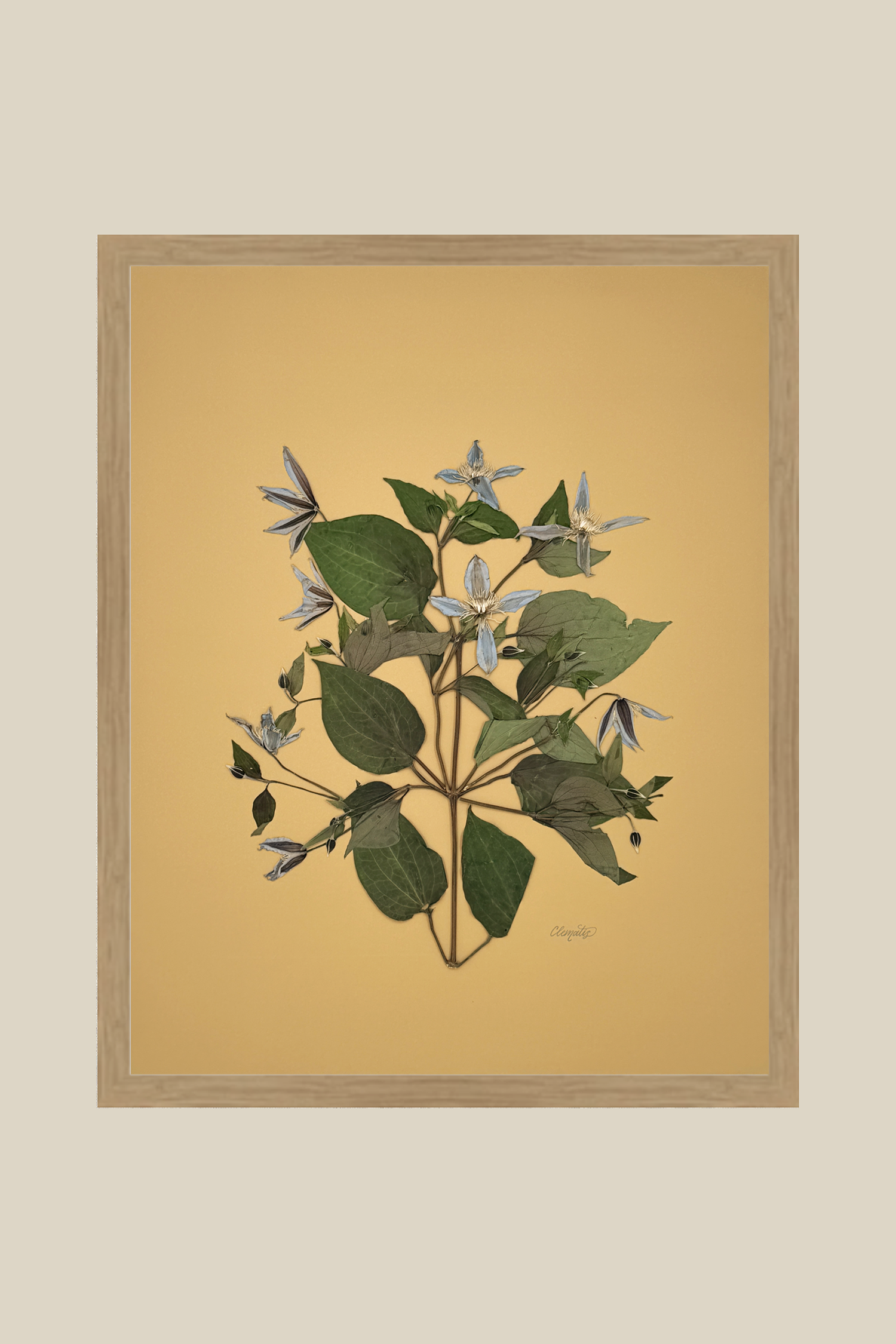 Clematis on Mustard