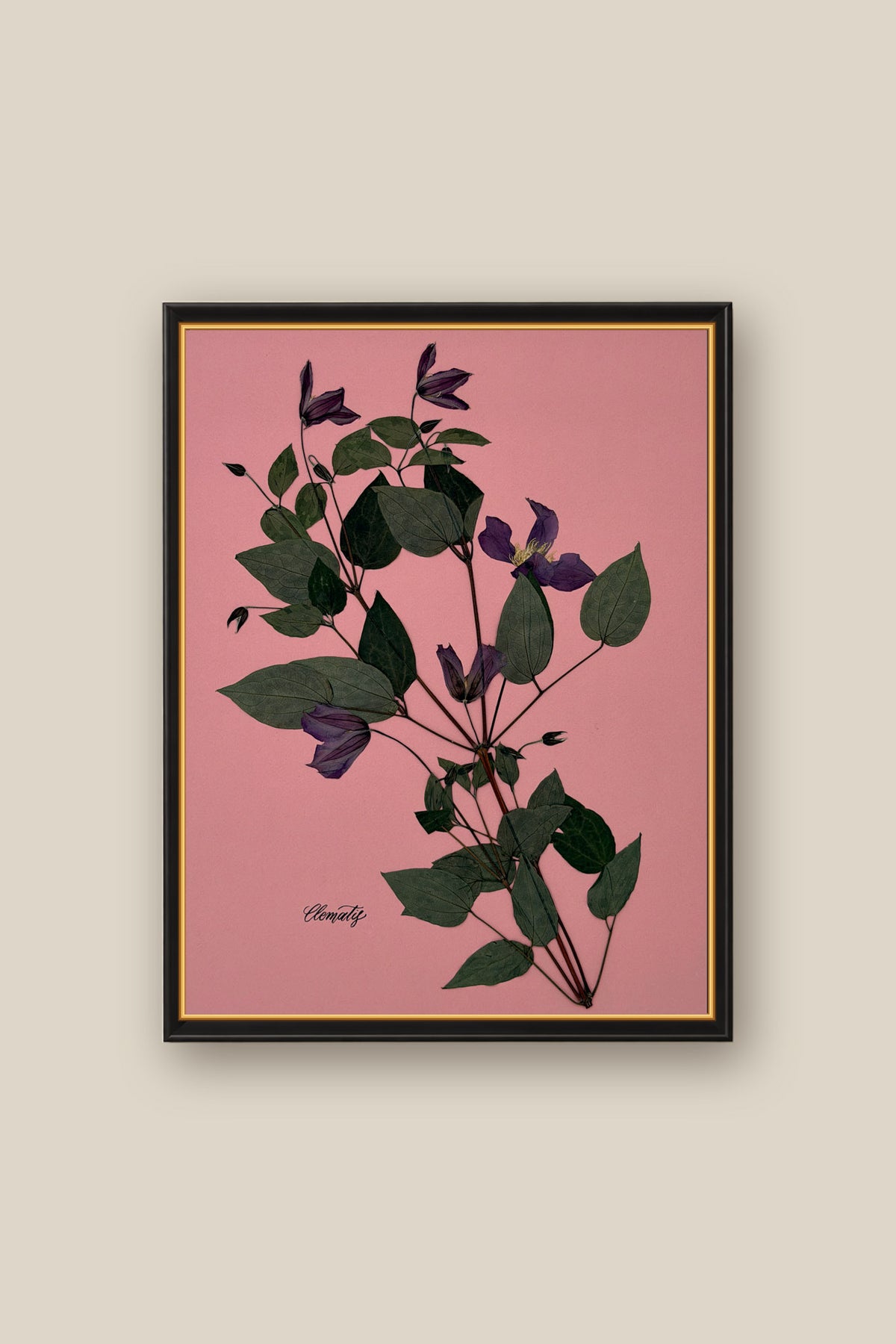 Clematis on Pink Framed