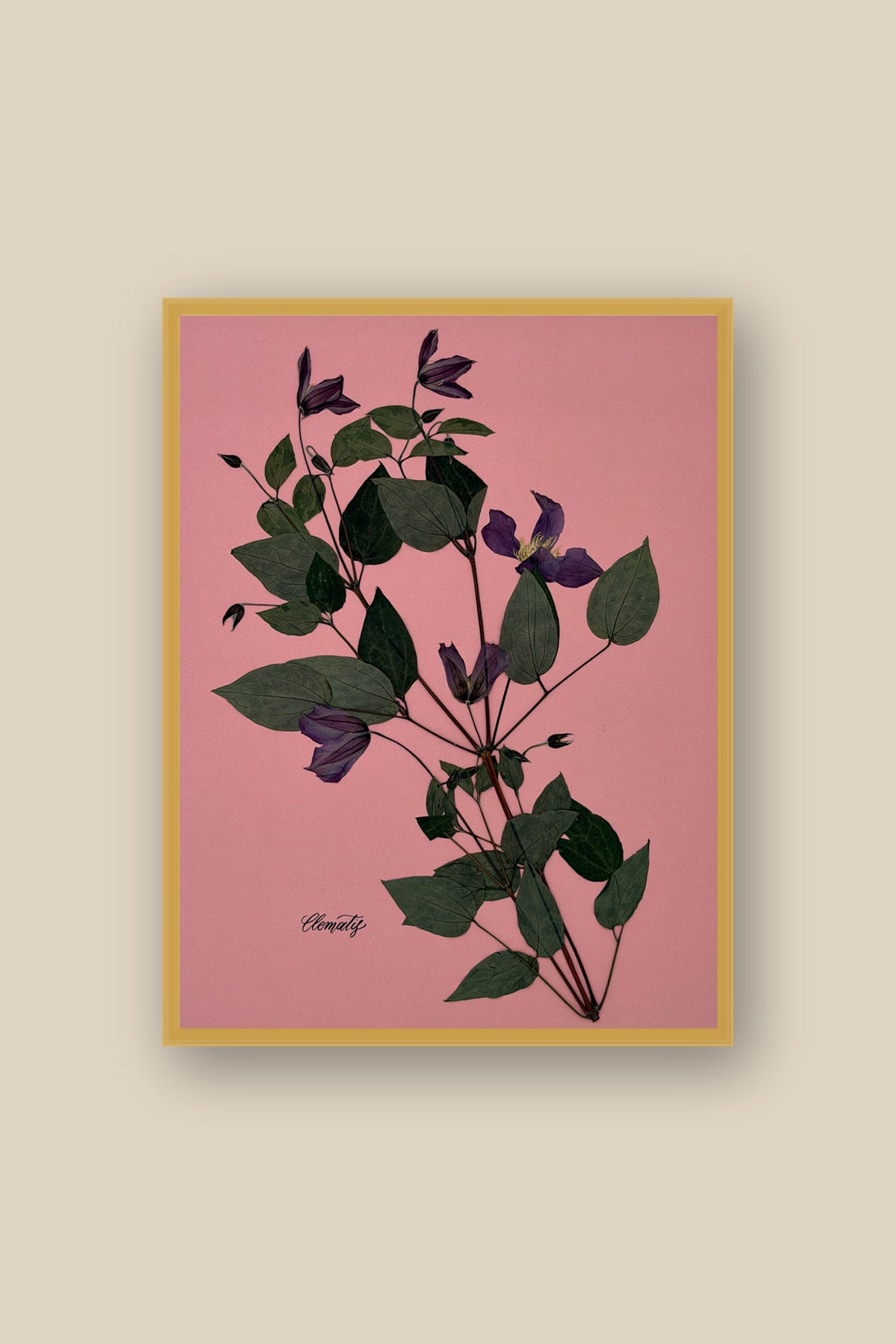 Clematis on Pink Framed