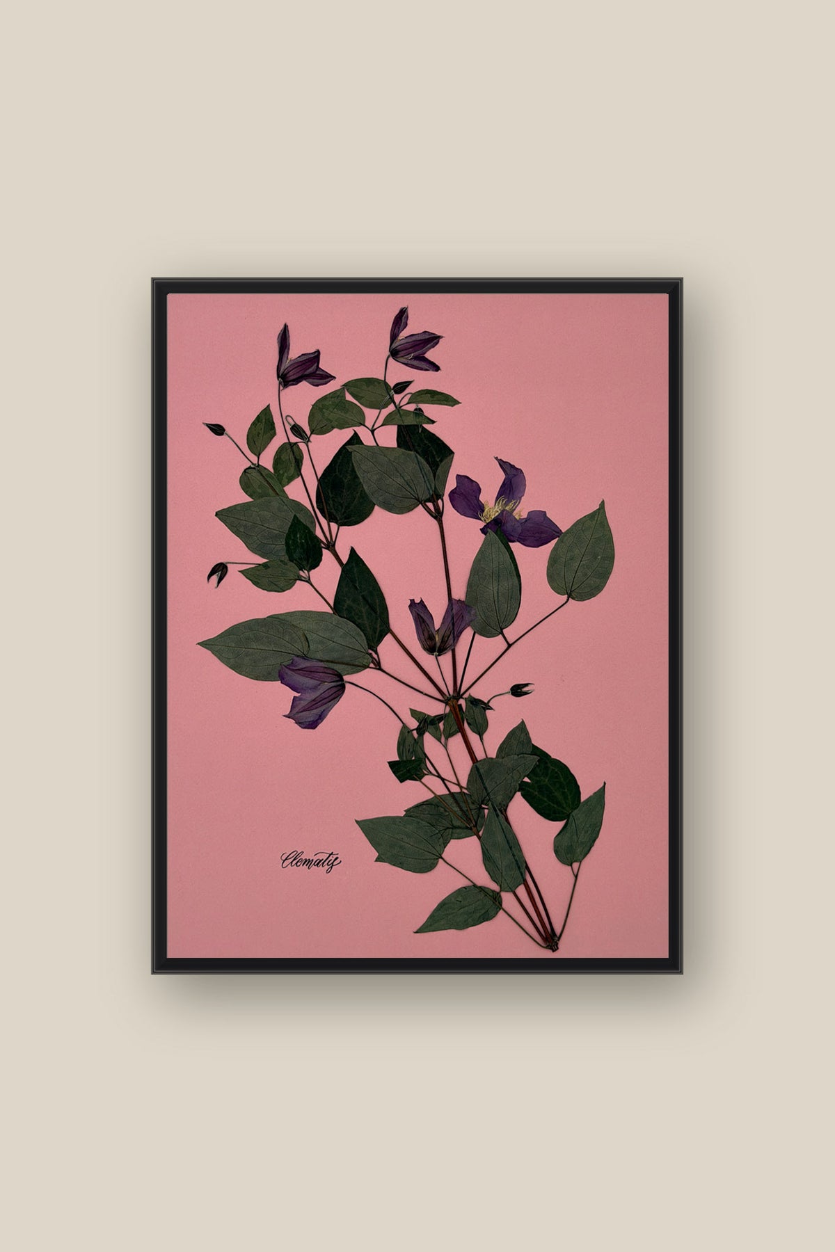 Clematis on Pink Framed