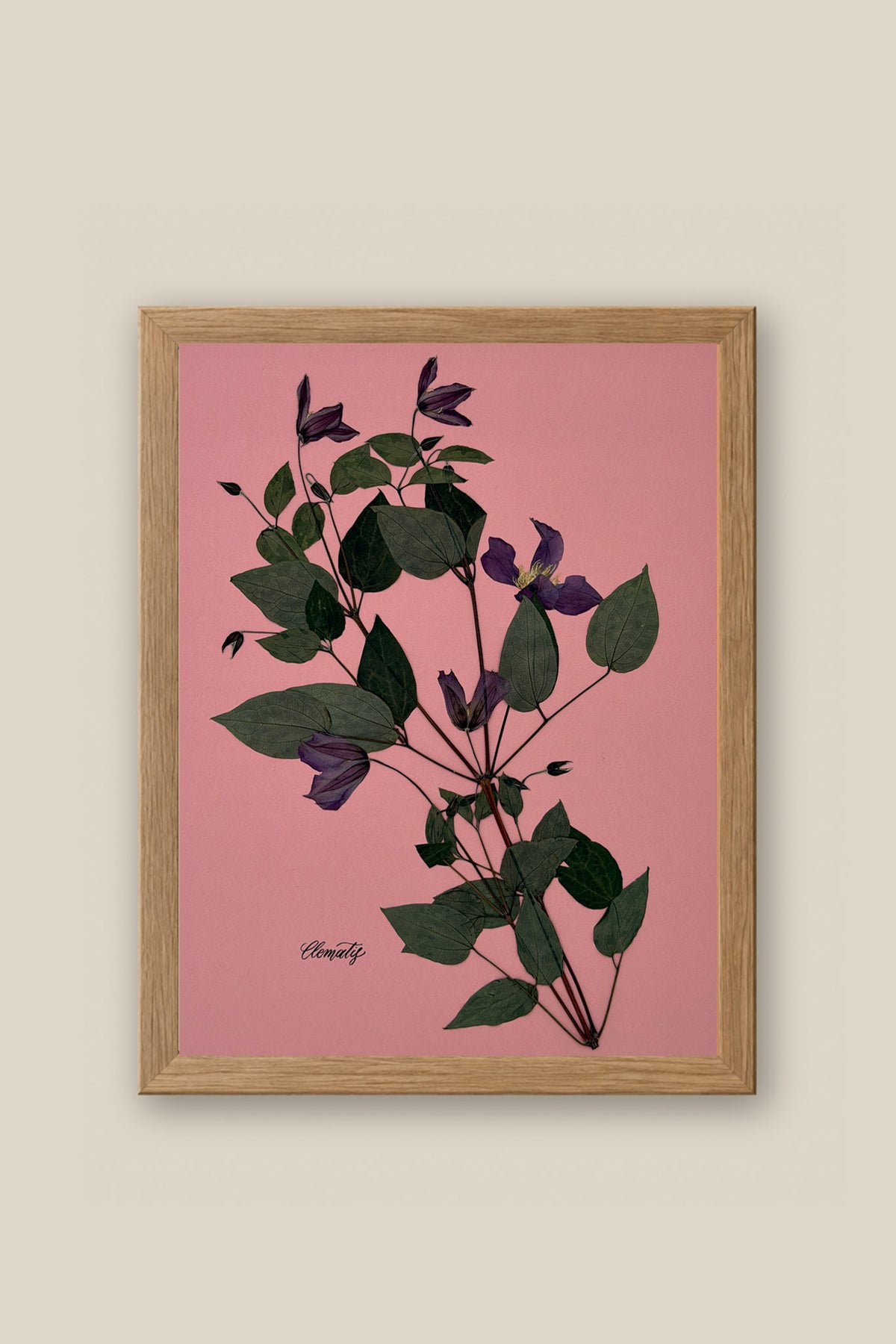 Clematis on Pink Framed