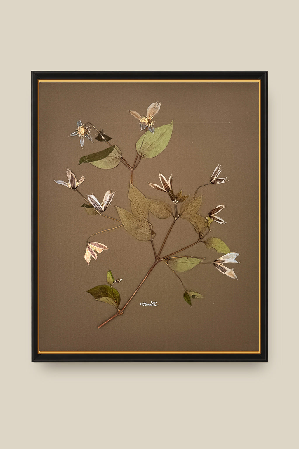 Clematis on Mocha Framed
