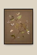 Clematis on Mocha Framed