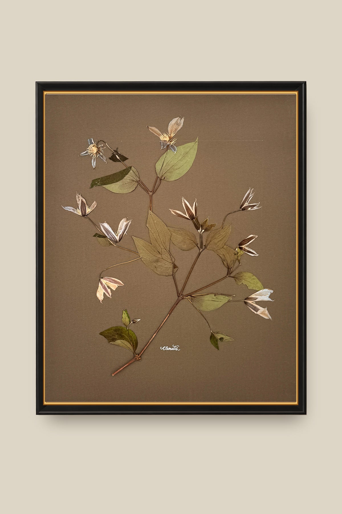 Clematis on Mocha Framed