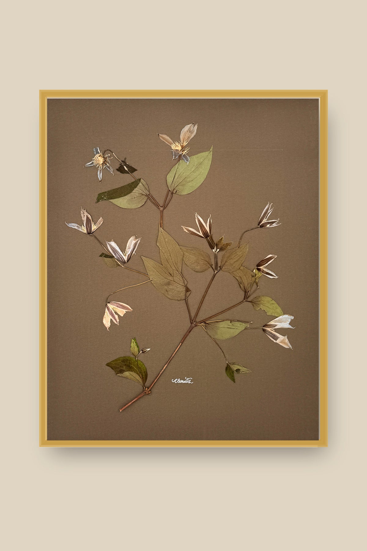 Clematis on Mocha Framed