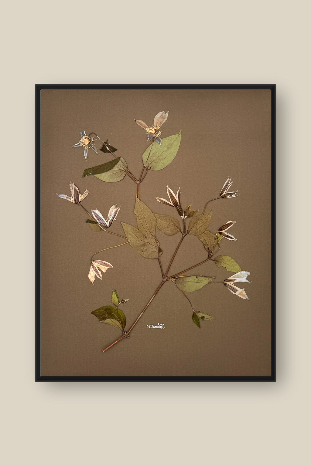 Clematis on Mocha Framed