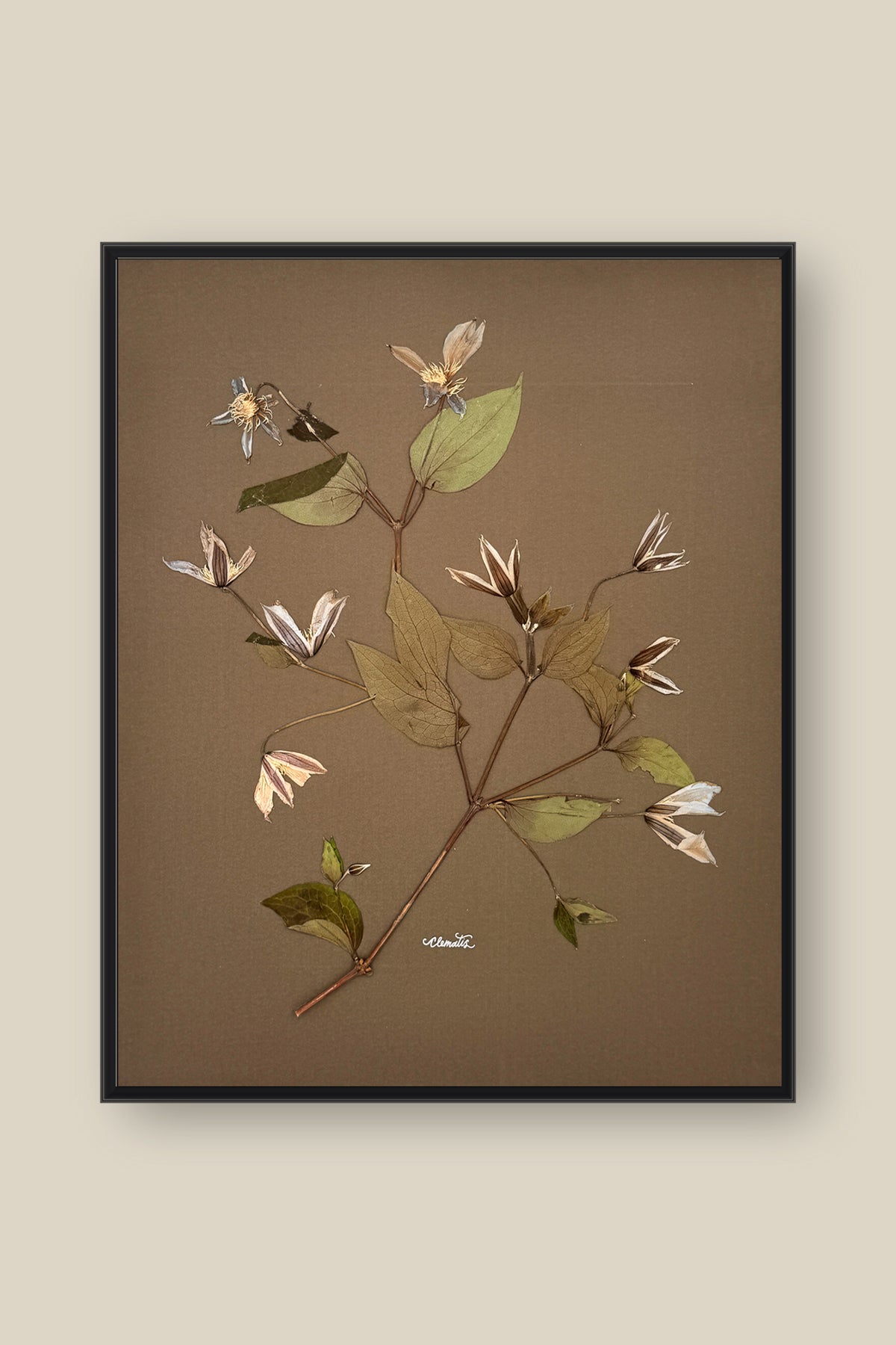 Clematis on Mocha Framed