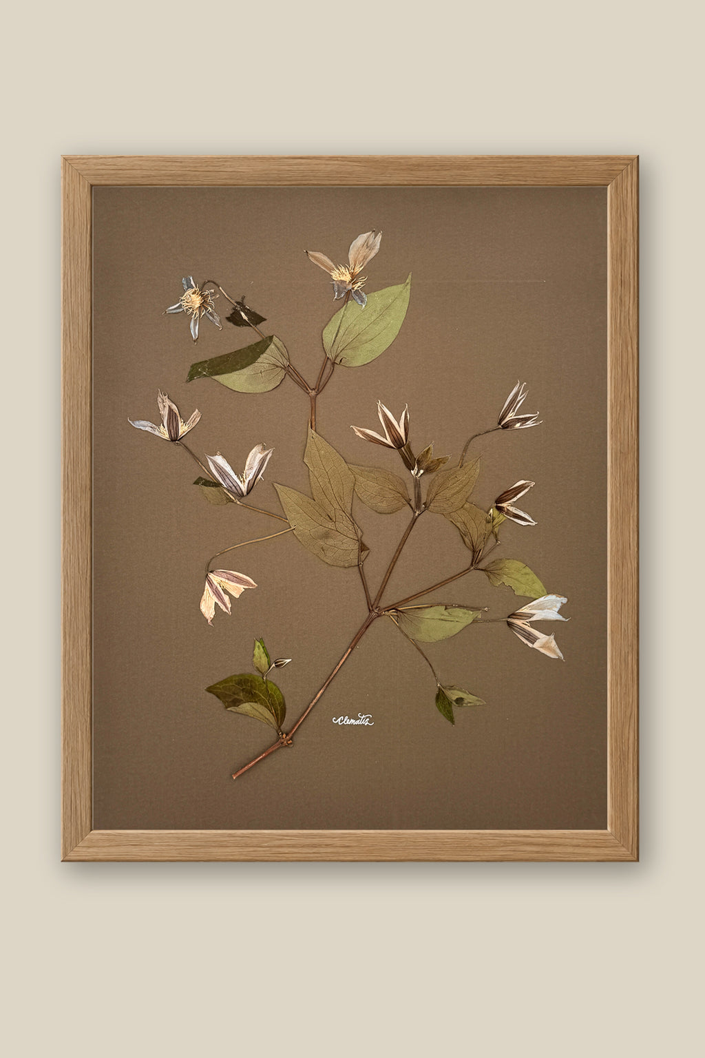 Clematis on Mocha Framed