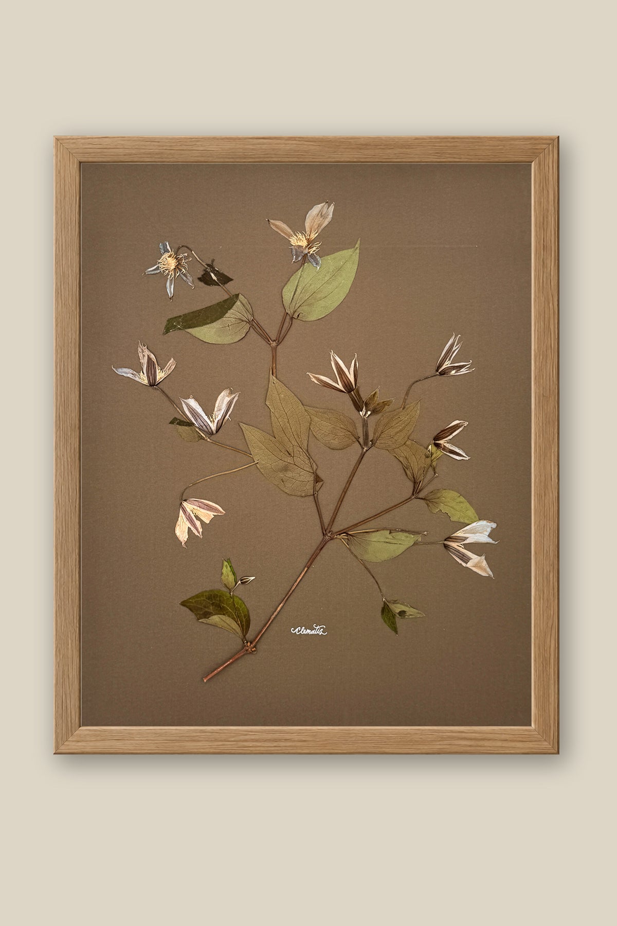 Clematis on Mocha Framed