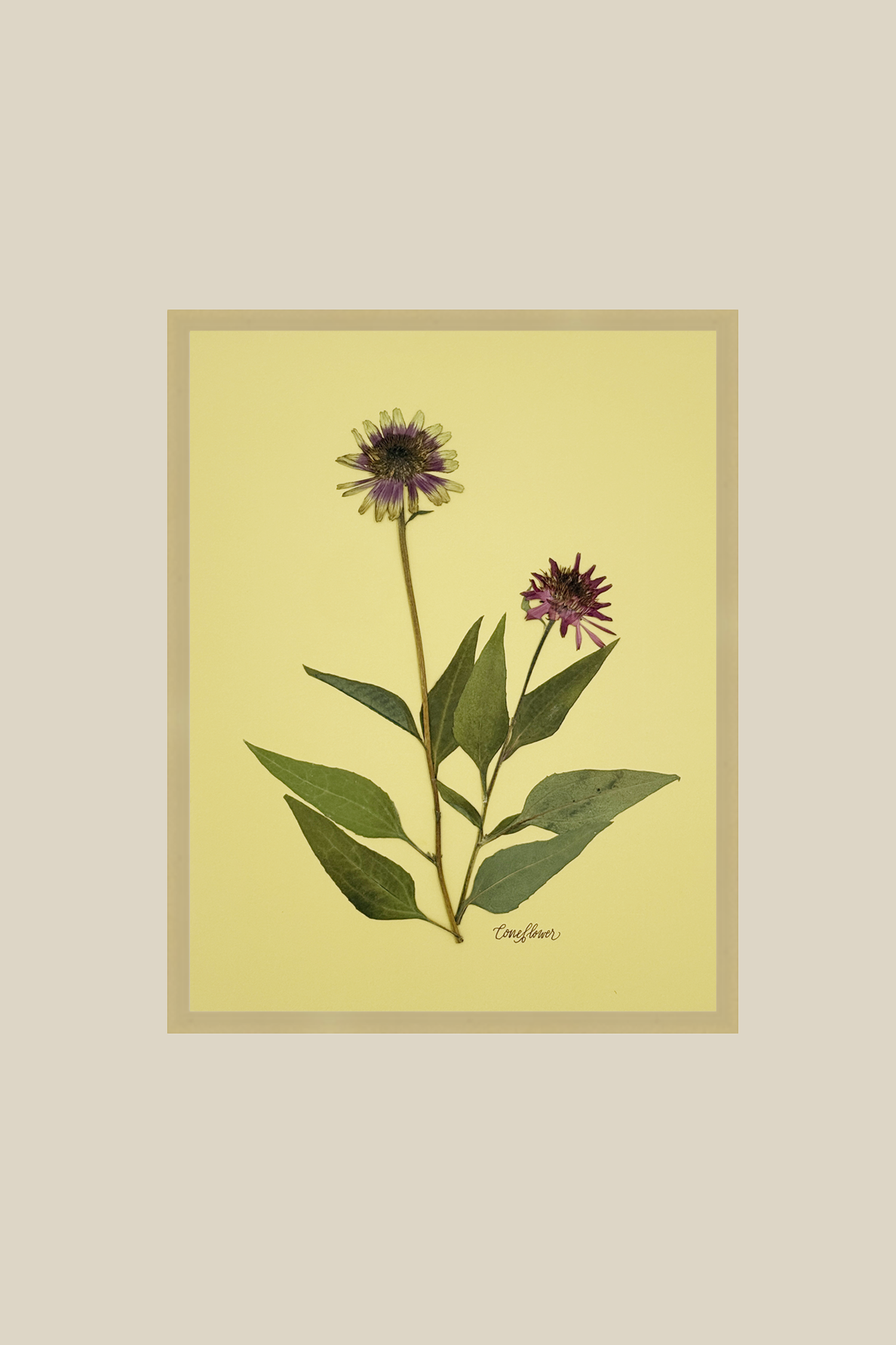 Coneflower on Chartreuse