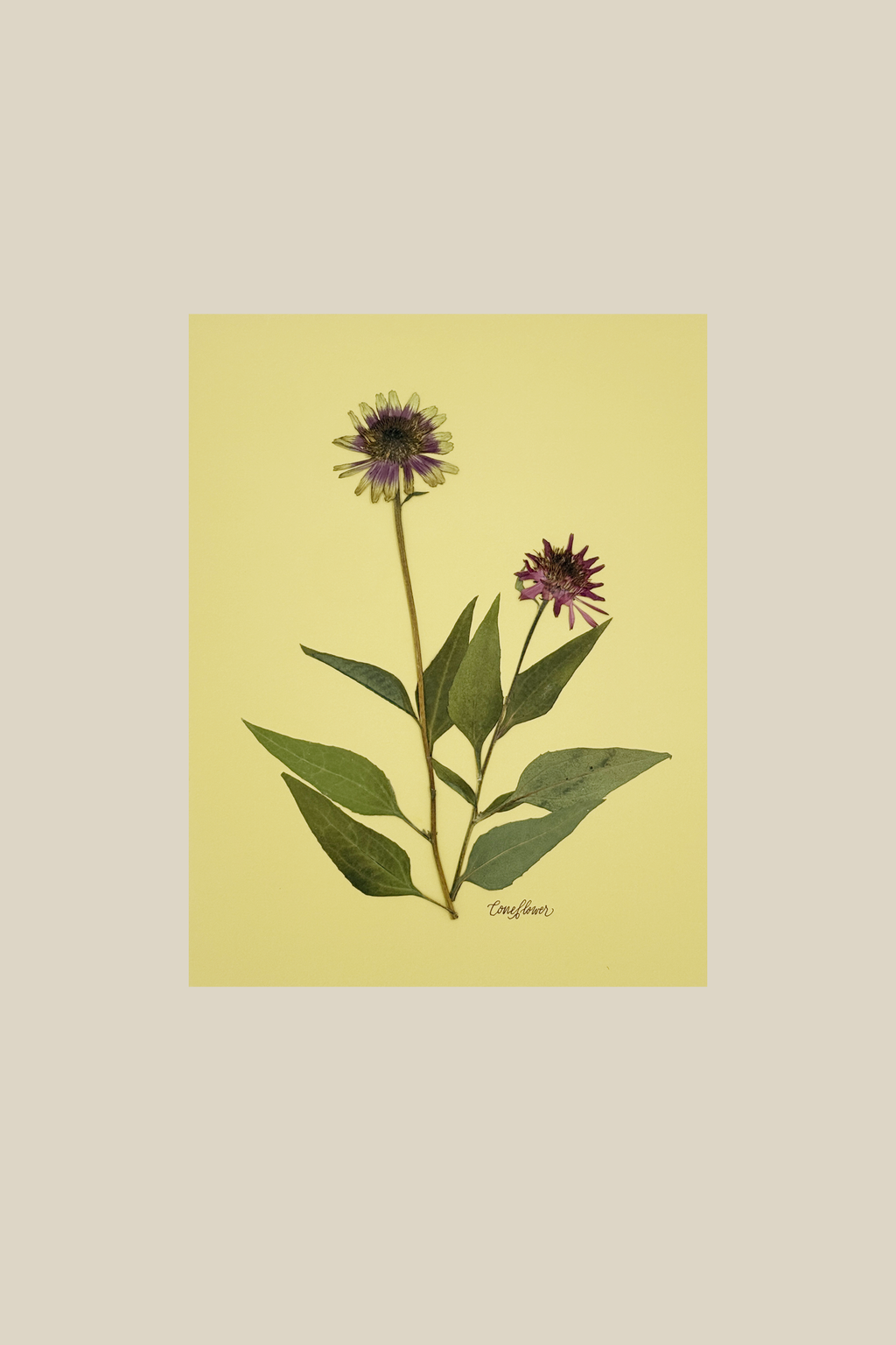 Coneflower on Chartreuse