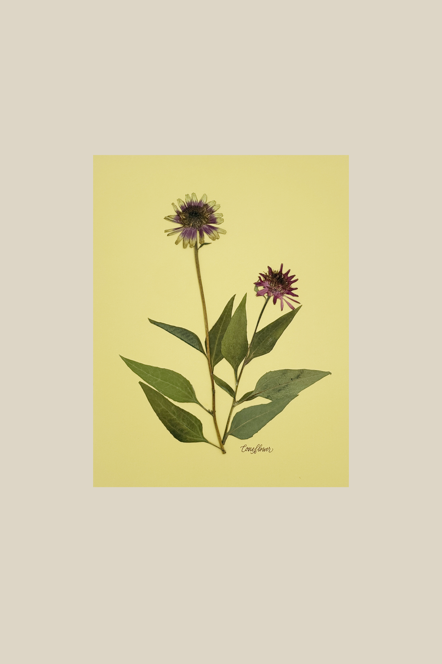 Coneflower on Chartreuse