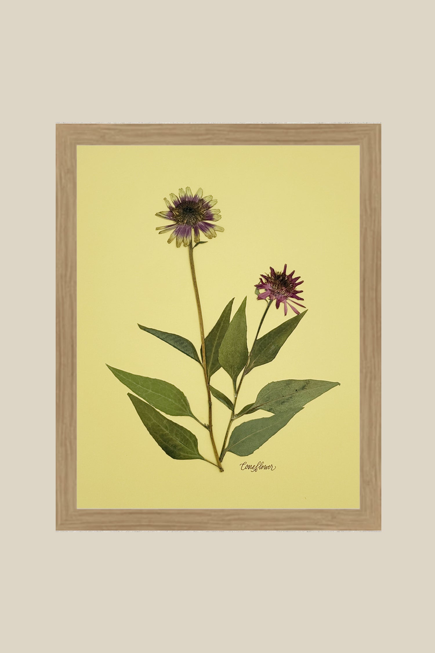 Coneflower on Chartreuse