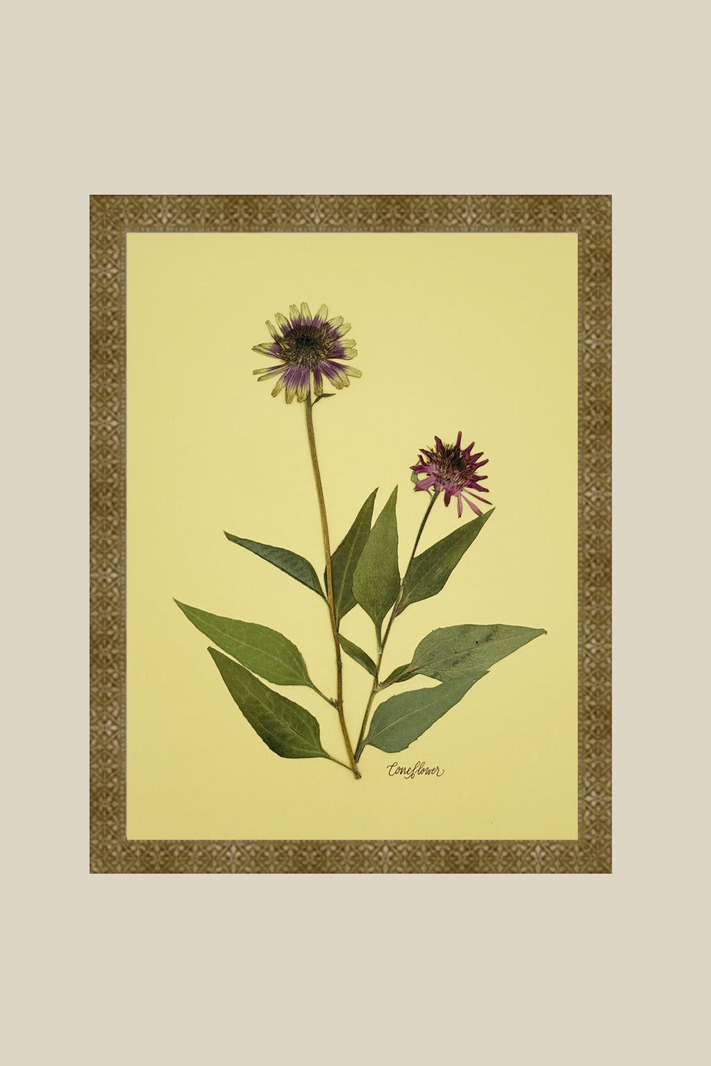 Coneflower on Chartreuse