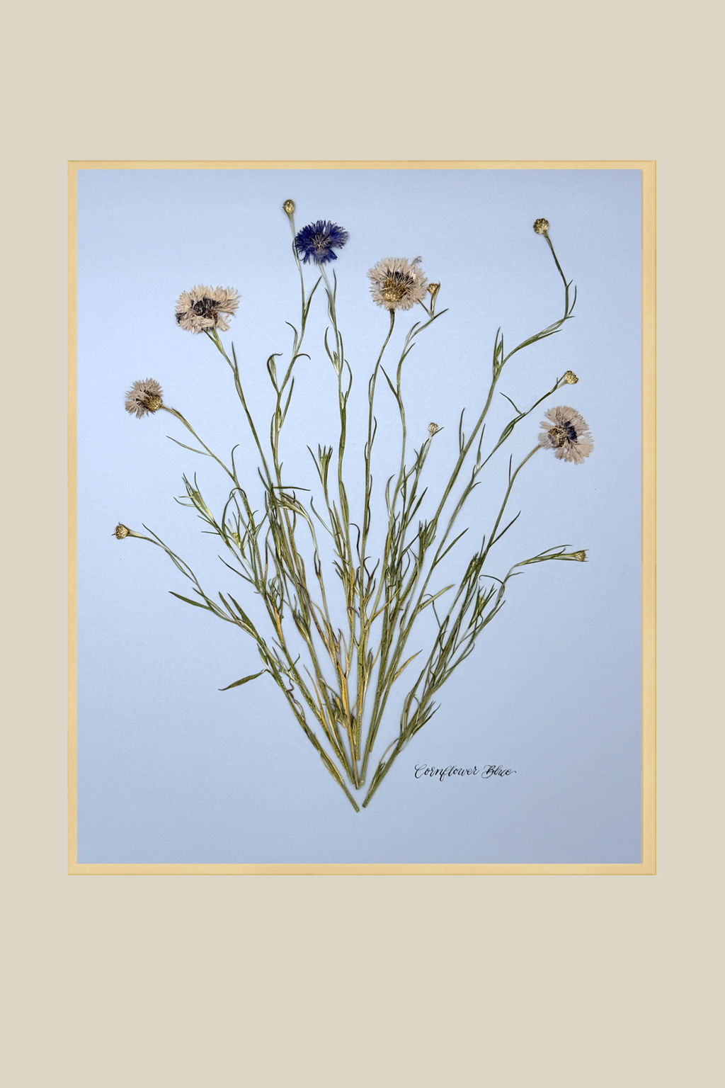Corflower Blue on Blue
