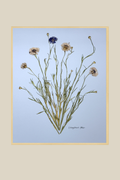 Corflower Blue on Blue