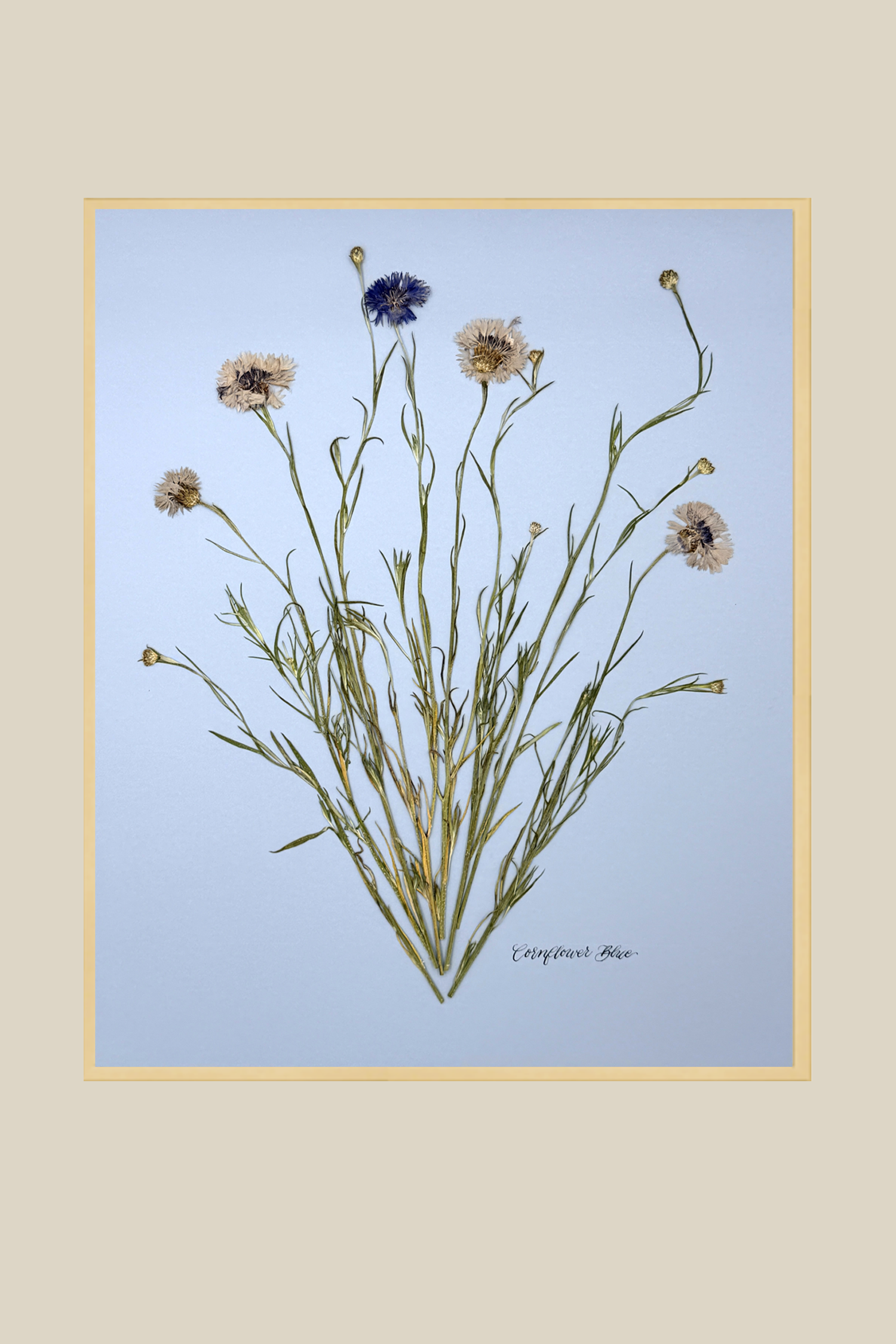 Corflower Blue on Blue