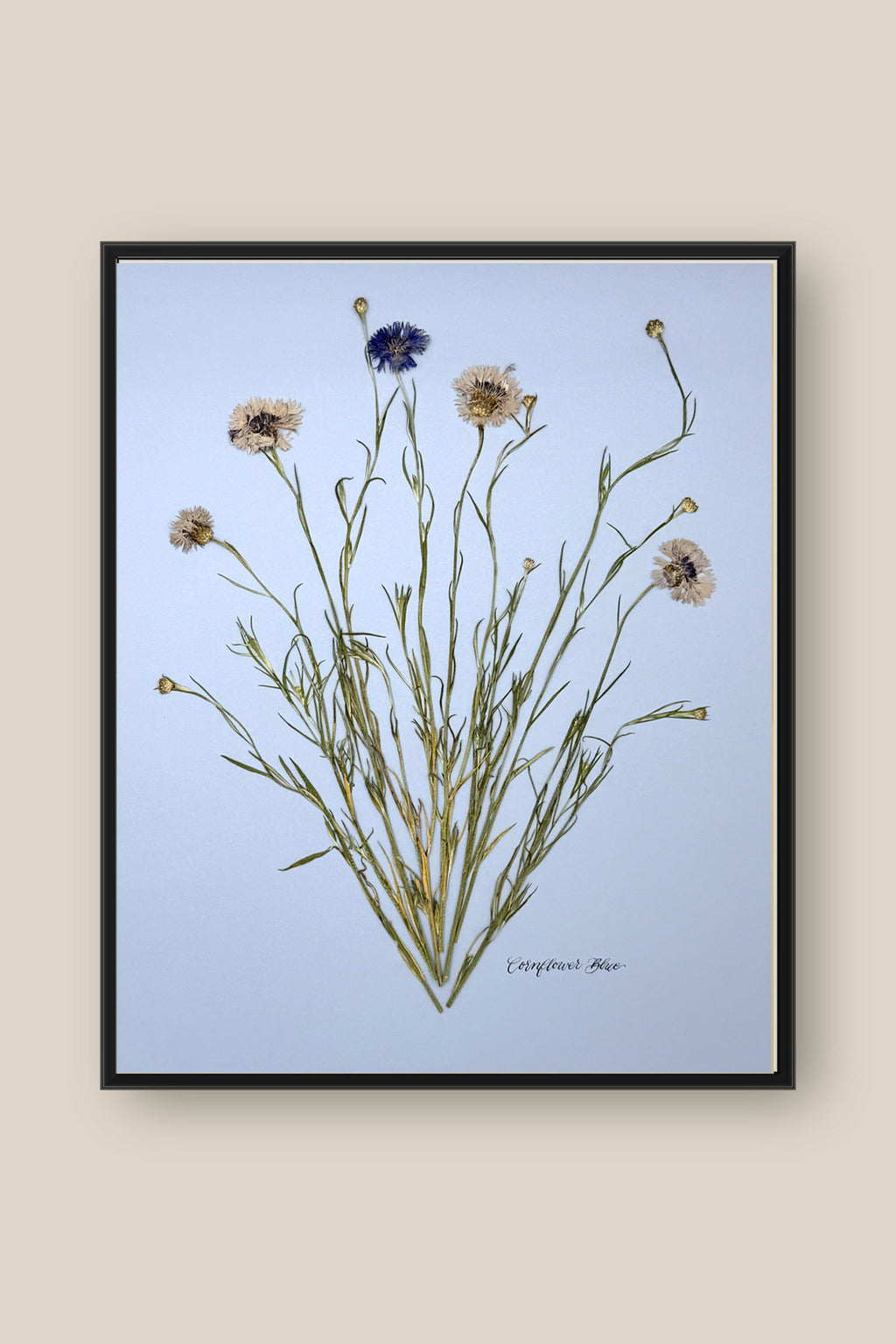 Corflower Blue on Blue Framed