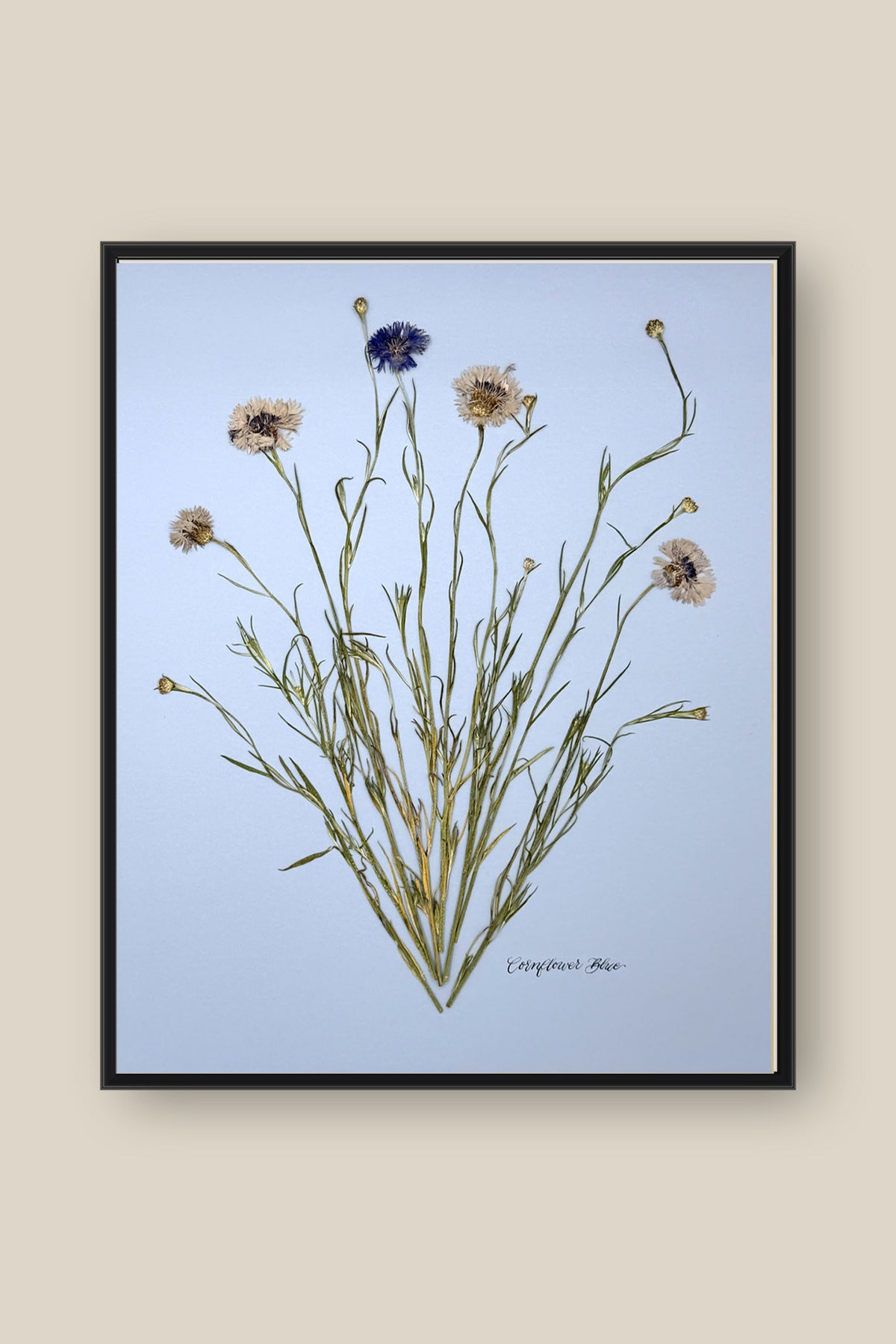 Corflower Blue on Blue Framed
