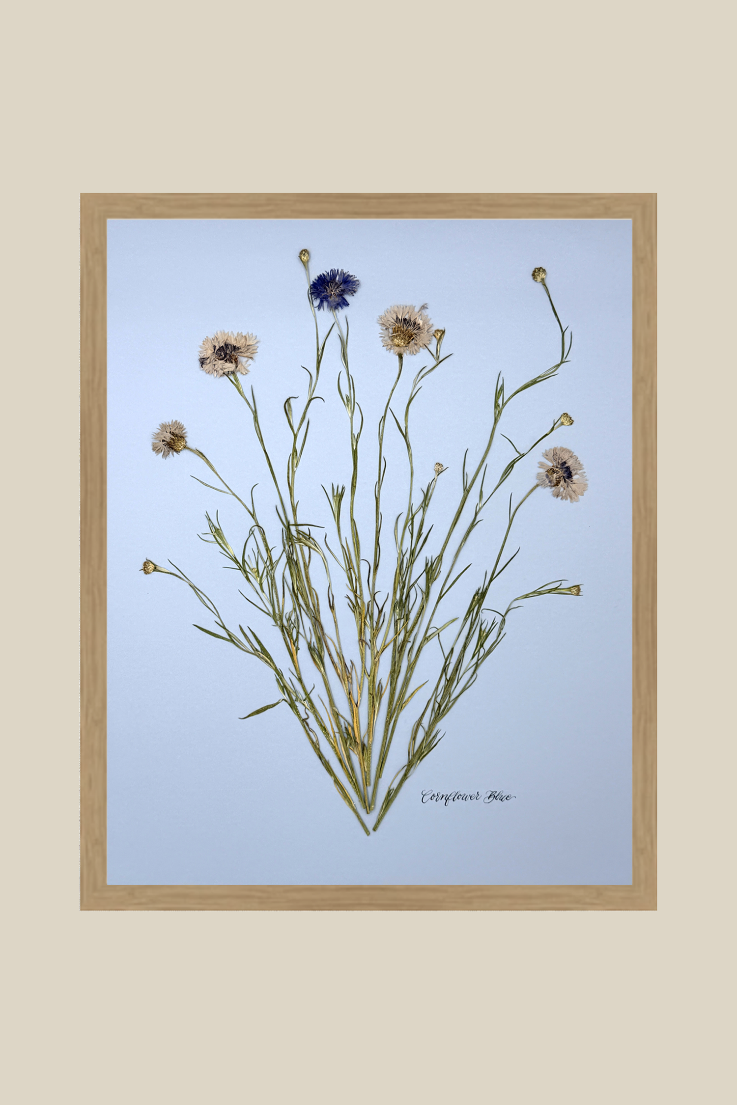 Corflower Blue on Blue