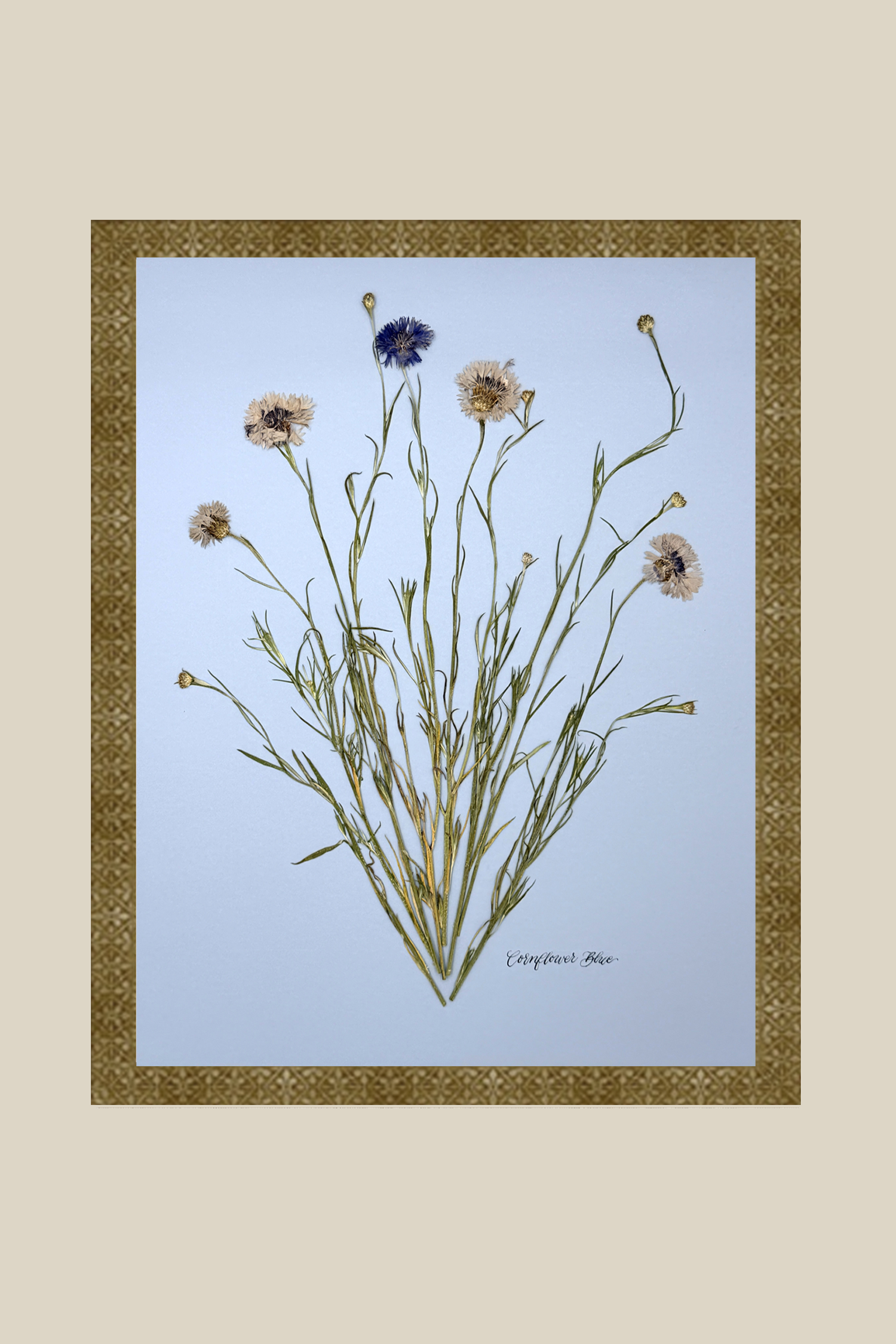 Corflower Blue on Blue