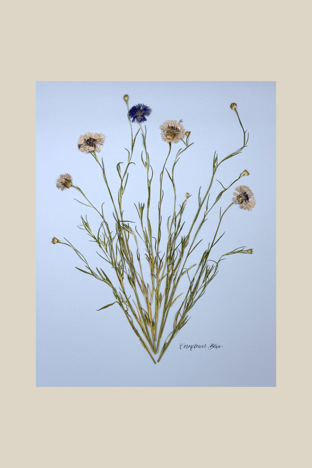 Corflower Blue on Blue
