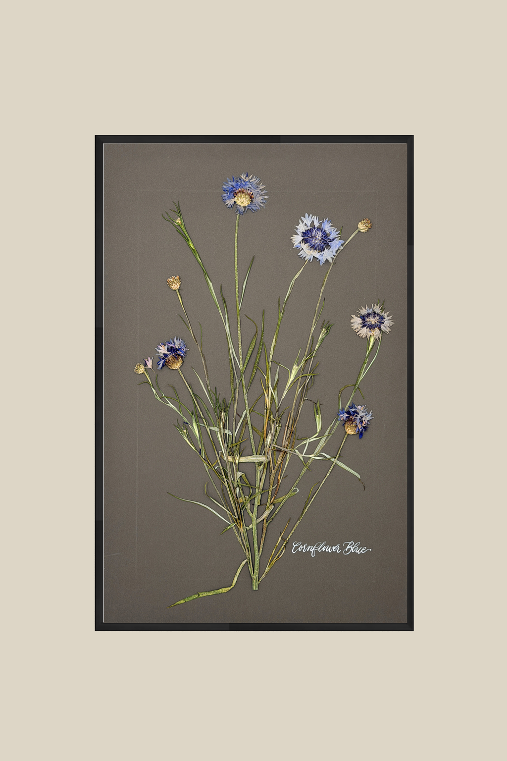 Cornflower Blue