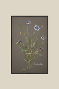 Cornflower Blue