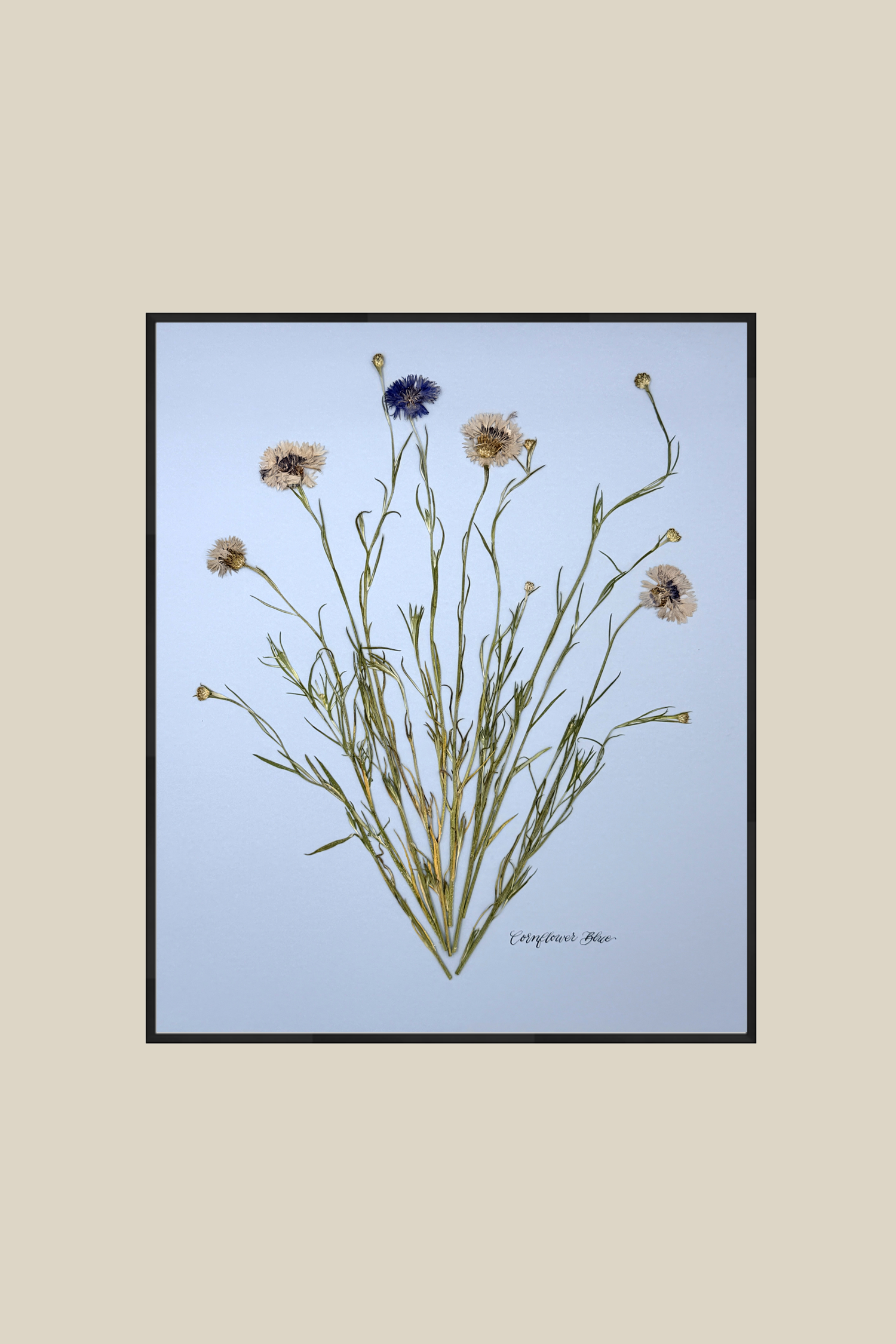 Corflower Blue on Blue