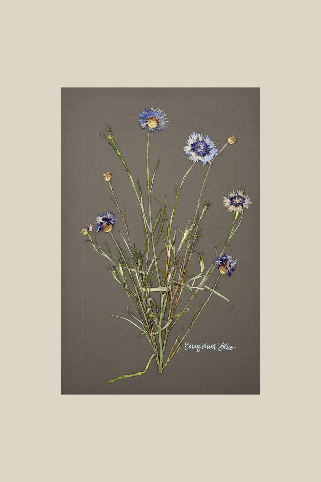 Cornflower Blue