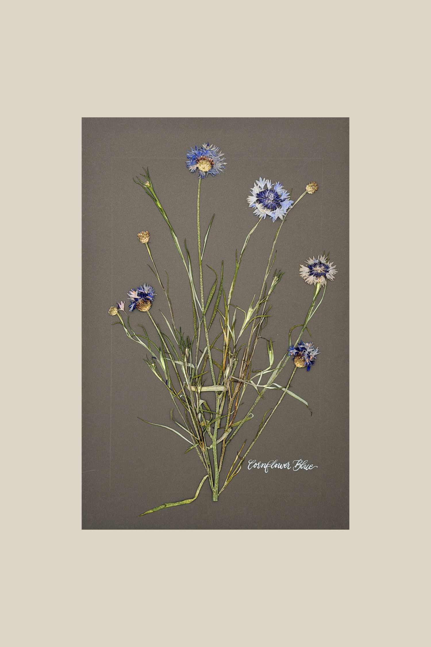 Cornflower Blue