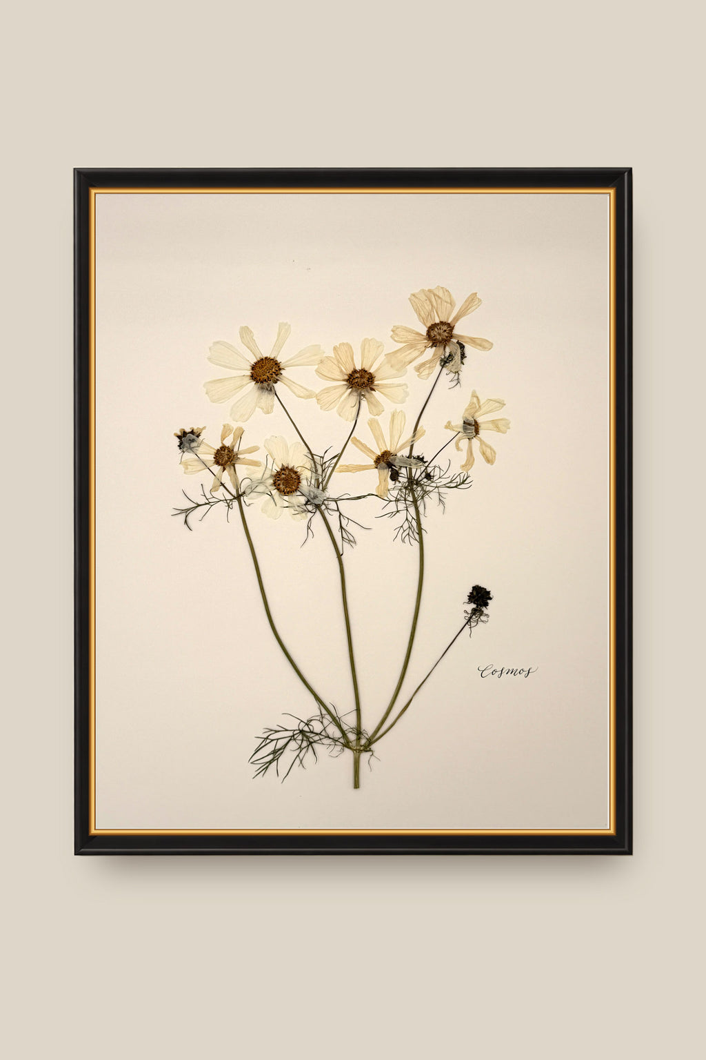White Cosmos Framed