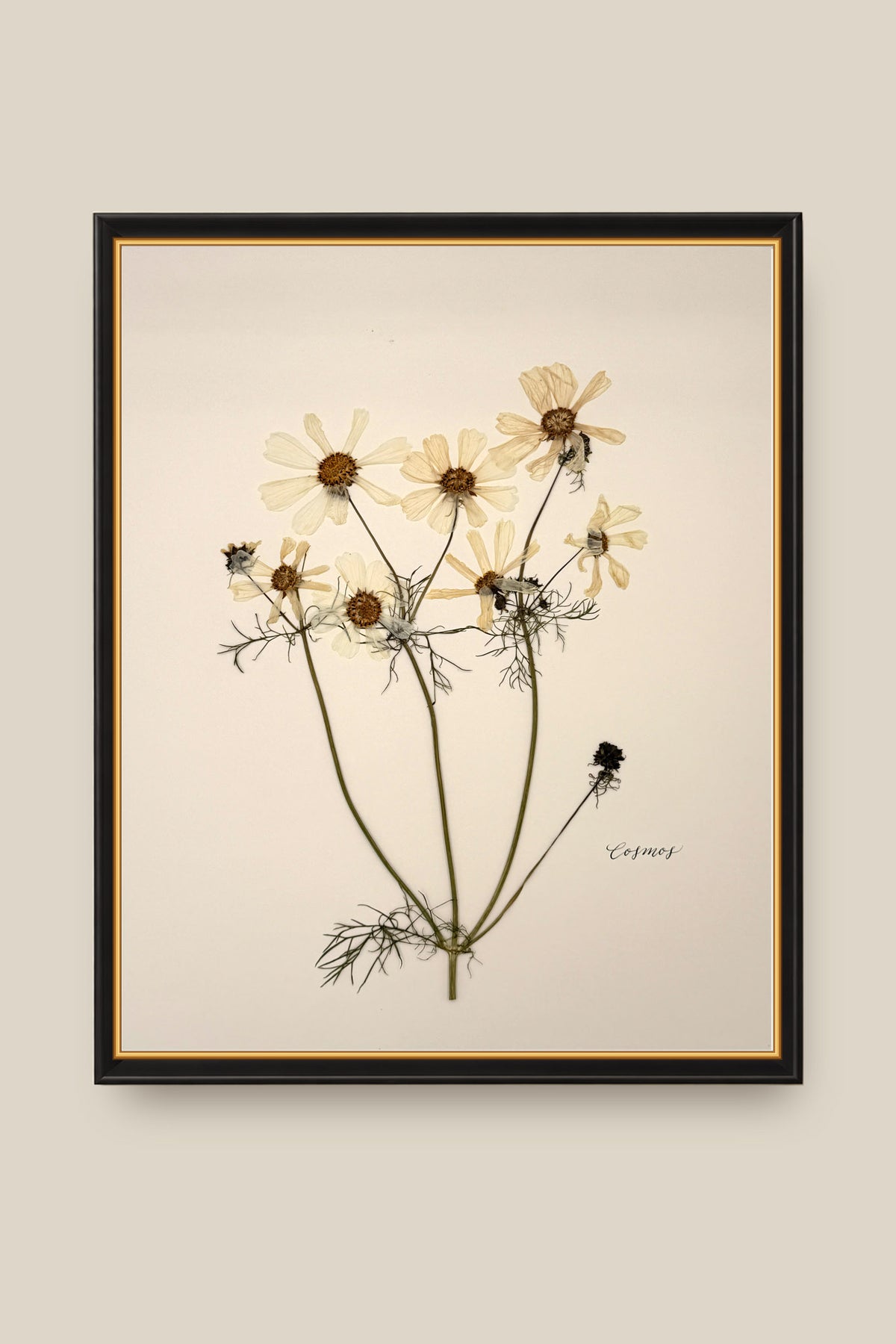 White Cosmos Framed