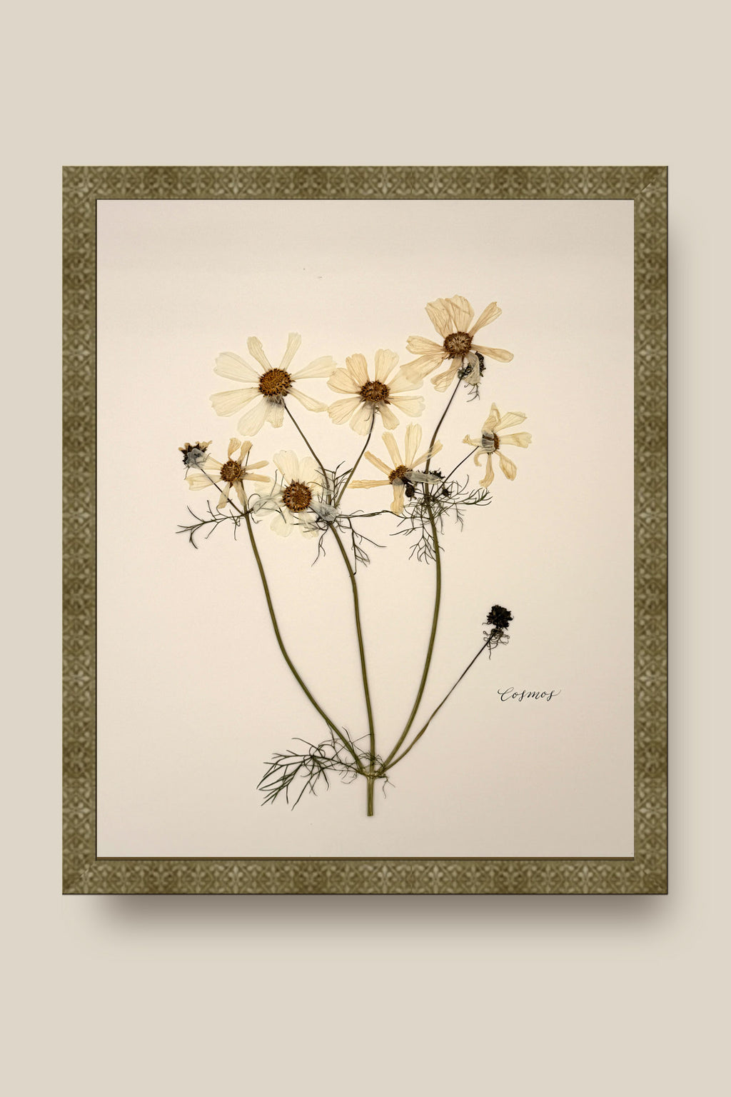 White Cosmos Framed