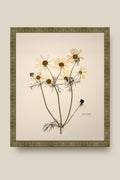White Cosmos Framed