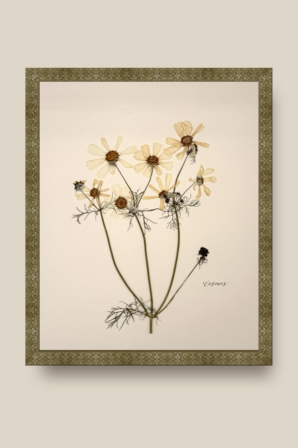 White Cosmos Framed